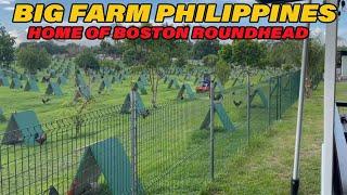 Best Beautiful Big Farm Philippines Martin Escolin Farm - Home of Boston Roundhead