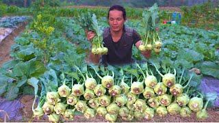 A lifetime of kohlrabi, from planting to harvest .