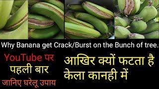 Why banana get crack/burst on the bunch | आखिर क्यों फट जाता है केला कांही में | janiye gharelu upay