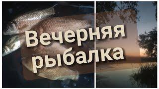 Ближняя вечерняя разведка #fishing