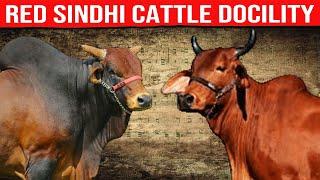  [ DAIRY COWS ] RED SINDHI Cattle Docility  Biggest Bulls And Cow