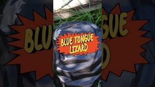 Blue Tongue Lizard #reptiles #lizard