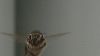 Honey bees in ultra slow motion