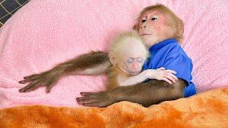 Bibi lovingly takes care of baby monkey from sleep!