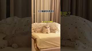 【#薄荷猫猫甜不甜】当我把猫对我做的事全都对猫做一遍#薄荷猫猫 #治愈系猫咪 #仙女猫 #我和我的猫