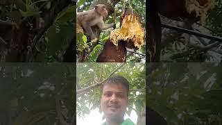 #monkey #yt shorts video #Pankaj