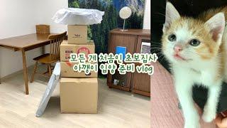 vlog | 고양이 입양 브이로그 | 입양 준비 | 언박싱 | 포인핸드 | 방 구조 바꾸기 | 새끼 고양이