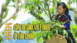 ĐIỆN BIÊN - Chuyện về cây di sản Việt Nam ở Tủa Chùa