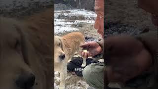 The homeless man gave all the baked potatoes to the golden retriever