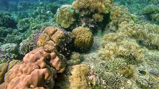 Snorkelling off Bacan, Moluccas, Indonesia: A Slow Television View of Life Underwater