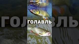 Голавль: образ жизни, среда обитания и чем питается, размер, нерест #рыбы