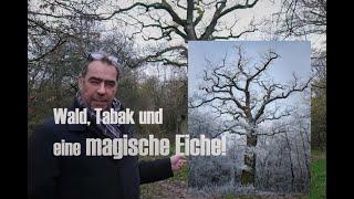 Der Wald, ein Tabak und eine Eiche!