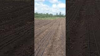 Drip installation for planting onion