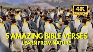 5 Amazing Bible Verses | Learn from Nature