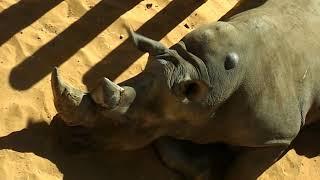 Иерусалимский зоопарк_Jerusalem Zoo