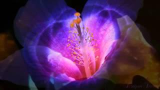 Most Beautiful Music Ever: Night Flower [HD] Julie Elven