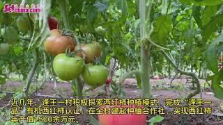 Explore the small town of tomato in Weifang, China