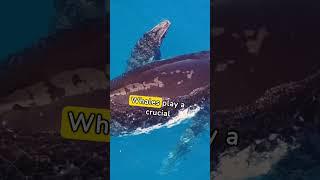 Fun Facts about Whales #whales #funfacts #funfactshorts #funfactsdaily #funfactstoknow