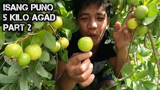 e130 Part 2 | Harvesting Bayabas | tsamba sa Isang Puno | D ILOCANO HUNTER