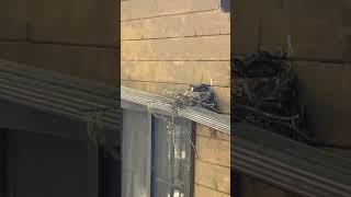 Nest update… 3 babies!