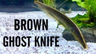 Brown Ghost Knifefish