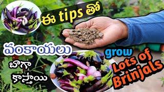 ఇలా పెంచితే వంకాయలు వద్దనా కాస్తాయి, Brinjal Tips #gardening #eggplant #brinjal