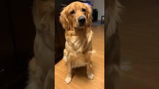 I charge a treat per command #dogs #dogshorts #goldenretriever #golden #shortsvideo #puppy #doglover