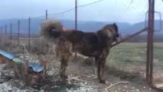 Illyrian shepherd meeting neighbors german shepherd