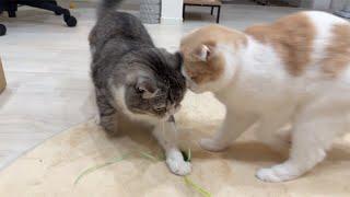 おもちゃに夢中になりすぎて思いっきり頭をぶつけた猫たちがこうなっちゃいました…