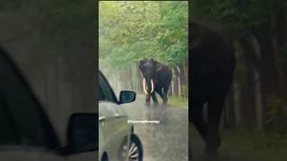 elephant attack | bandipur elephant attack | bandipur tiger reserve | tusker elephant attack #shorts