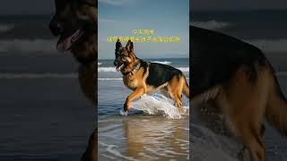 警犬 德牧 狗狗 工作犬 警犬训导员