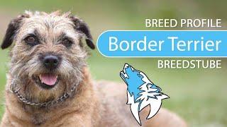 ► Border Terrier Breed [2021] Temperament & Training