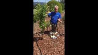 Tree Watering Stakes