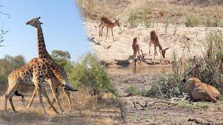 LIONS HUNT and GIRAFFES FIGHT 