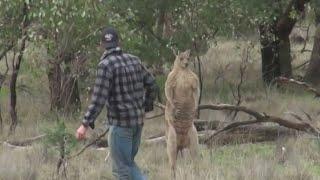 Man saves his dog from 'jacked' kangaroo