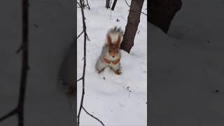 Cute squirrel wagging her white furry tail #squirrel #squirrelmania