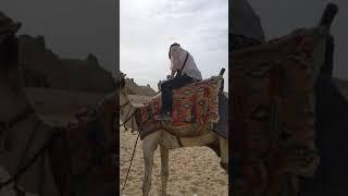 Camel