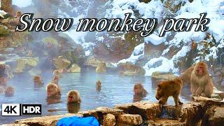 Snow Monkey Park- Hot Springs, Snowy Landscape, and Cute Monkeys