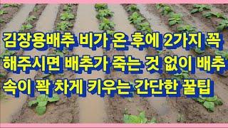 김장용배추 비가 온 후에 2가지 꼭 해주시면 배추가 죽는 것 없이 배추 속이 꽉 차게 잘 키우는 방법(농사의신)