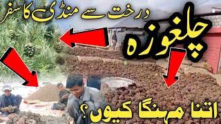 why pine Nuts are so expensive | chilgoza kese nikalta ha | chilgoza per kg price 2024 | چلغوزہ قیمت