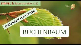 Der BUCHENBAUM in der Baumheilkunde - Doris Richter