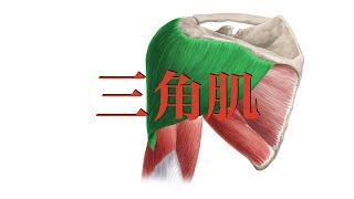 三角肌 Deltoid muscle