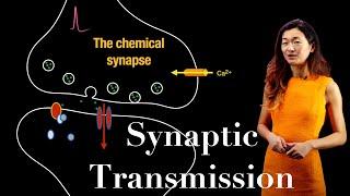 Synaptic Transmission at a Chemical Synapse | Quantal Release of Neurotransmitters