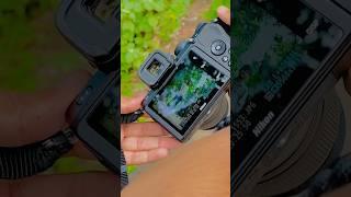 Nikon z50 mirrorless camera Photography ￼#shorts #namanphotography05 #youtubeshorts #photography