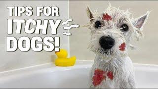 Bathing My WESTIE Dog With Skin Allergies  Favorite Shampoos | TIPS