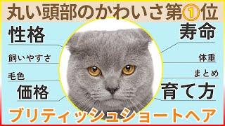 【丸顔かわいい】ブリティッシュショートヘアの性格・飼いやすさ・価格相場・育て方・寿命・体重・毛色まとめ