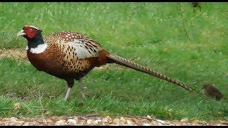 Ring-Necked Pheasant | The RubieVerse