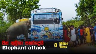 Avoid seeing elephants while driving on forest roads as they can be dangerous for you  Elephant soul