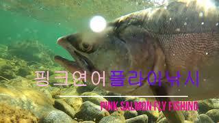 캐나다 핑크연어 플라이 낚시 Pink salmon fly fishing