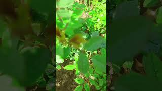 How to save dying rose plant #youtubeshorts #flowers #garden #rose r#gardeningfun #shorts #minirose